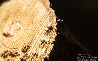 Logistika toimib ka eriolukorra ajal